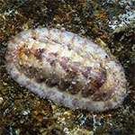 Chiton sp. 32